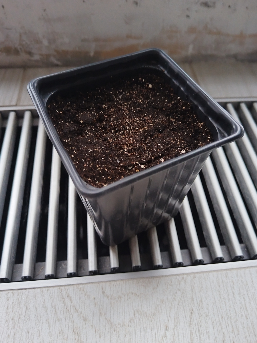 Мой горшочек с огурчиком