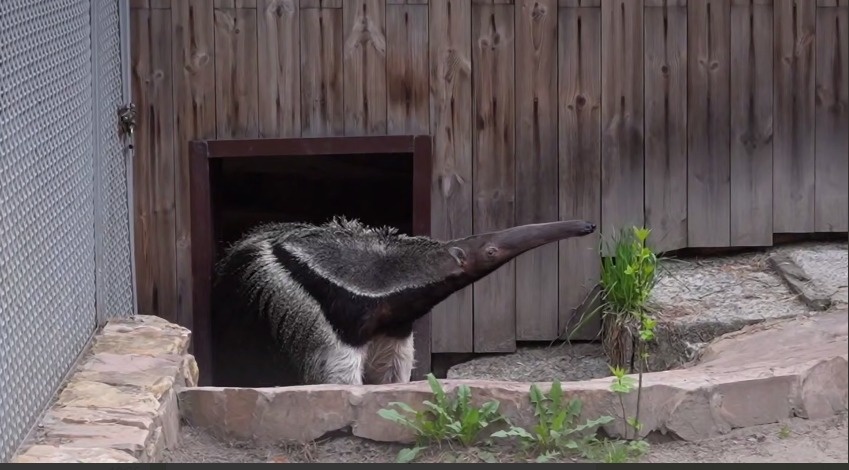    Фото: ЗОО НСК