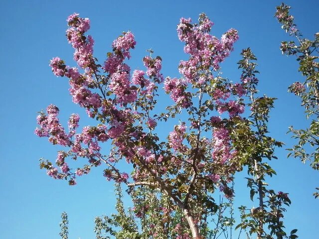 Яблоня Недзвецкого №43