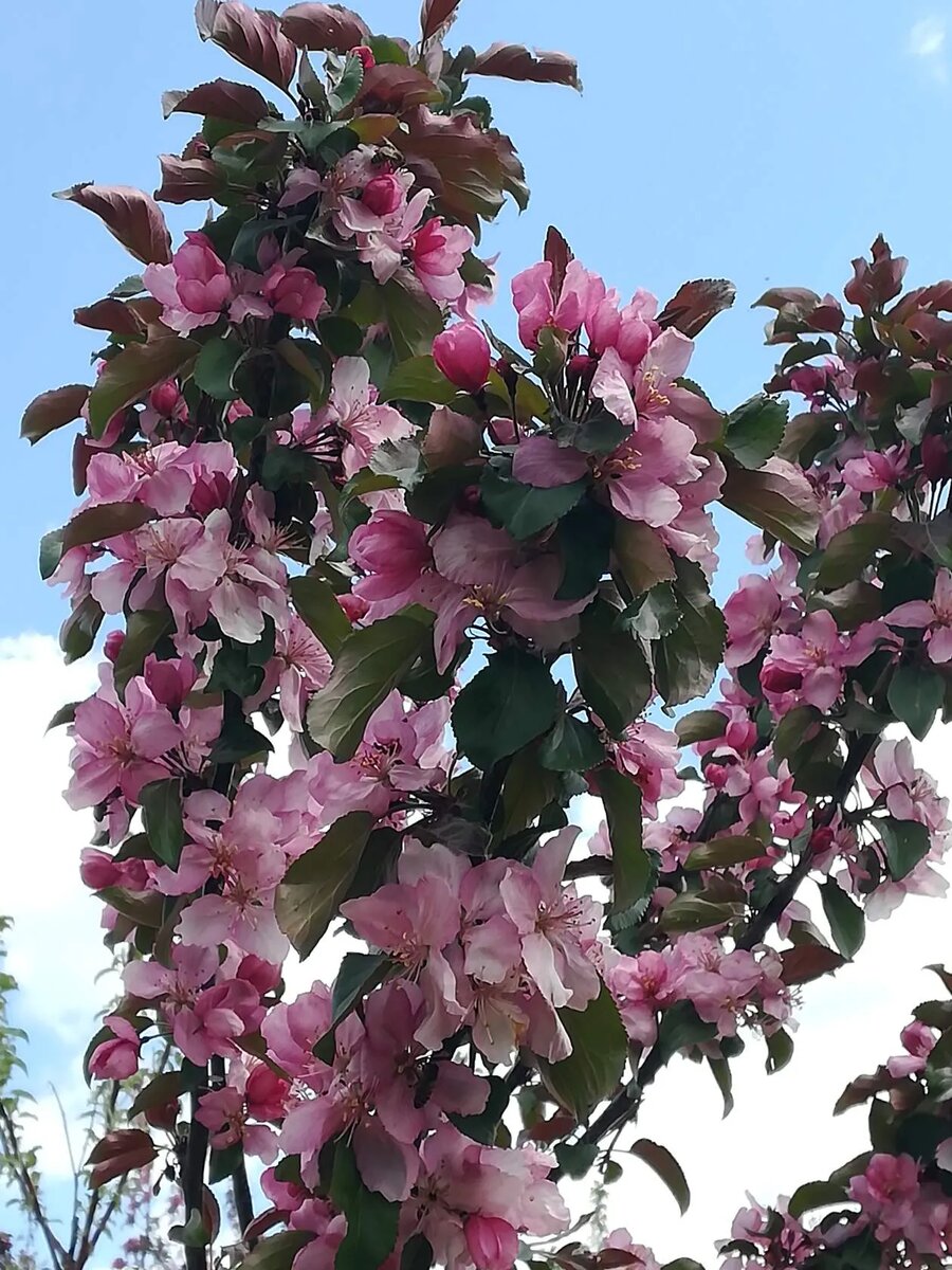 ГФ колонны ранетки от Я. Недзвецкого