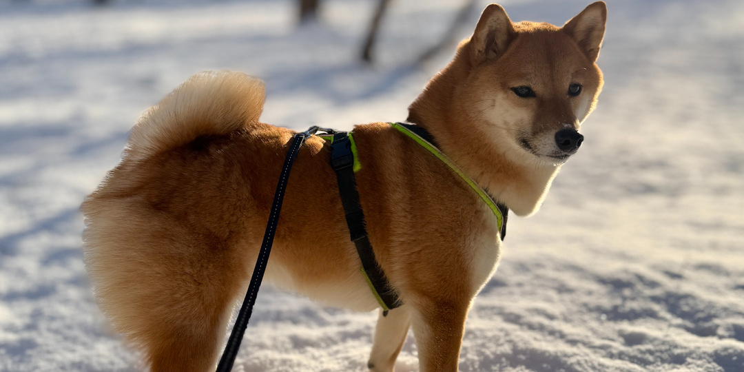 Собачья психология простыми словами: зачем собаке подчиняться и зачем решать самой