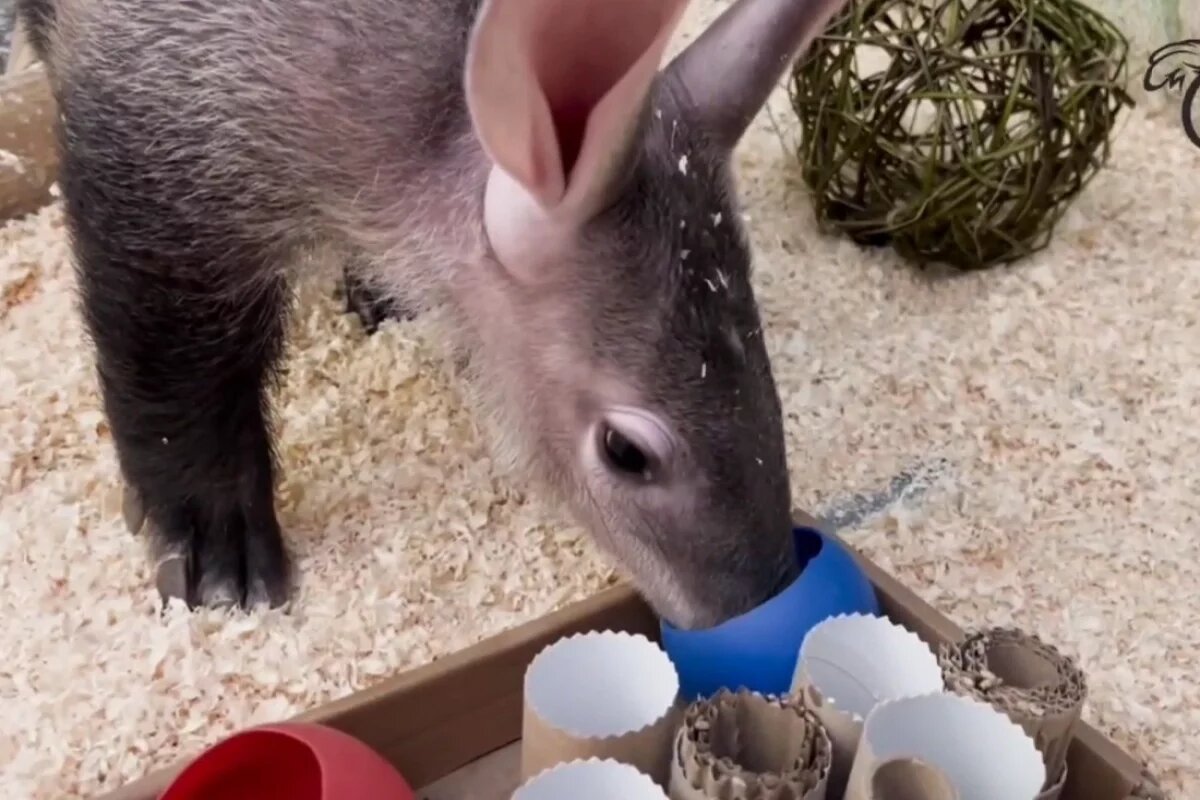    «Подарки» получил трубкозуб из нижегородского зоопарка