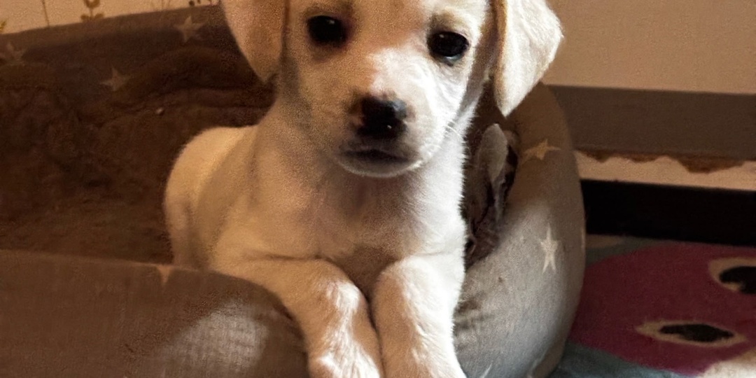 🔥 Атаманша ищет СВОЮ семью! 🔥 С этой малышкой ваша жизнь точно изменится!