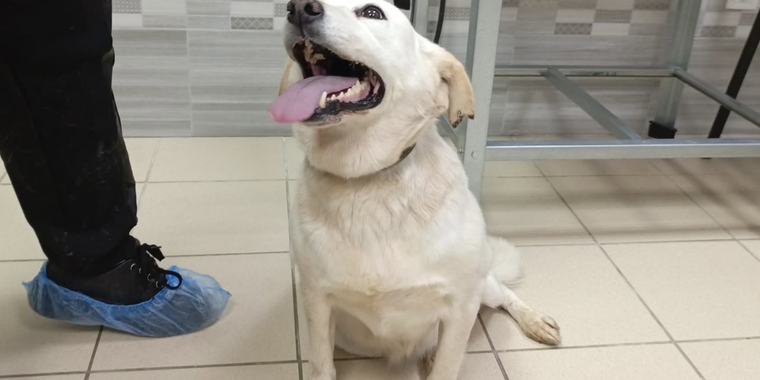 Эмили, собака, которая всегда на позитиве