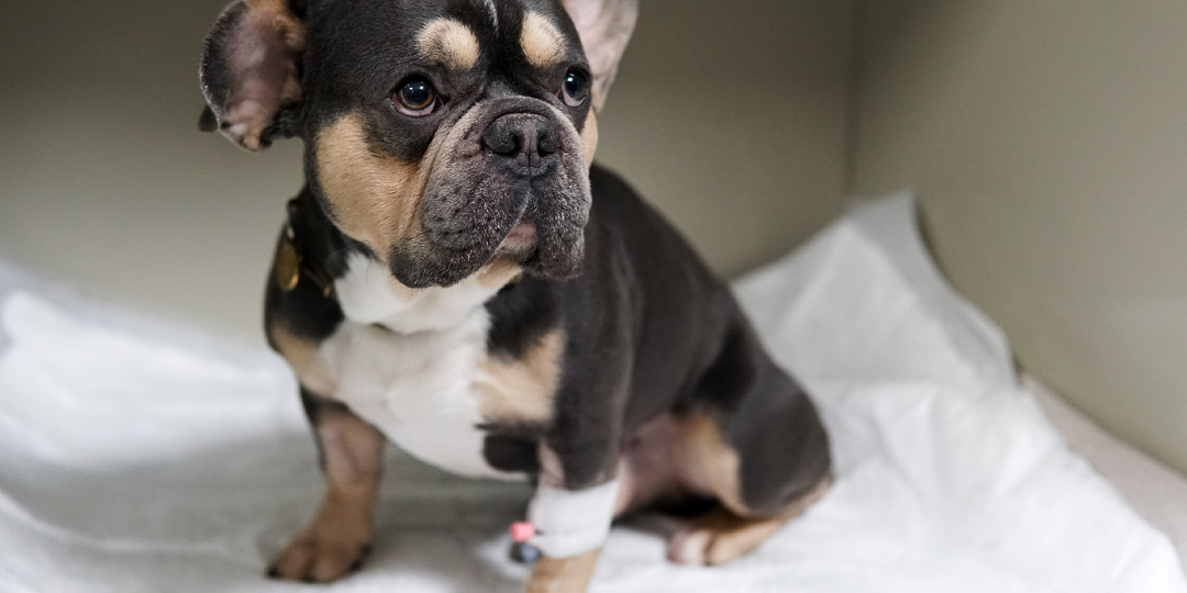 Почему собака трясет головой и ушами