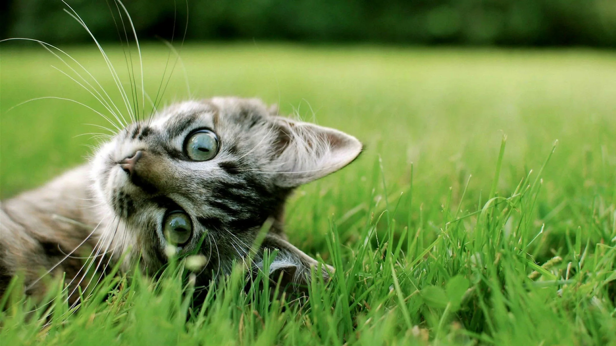 Источник: https://wallpapers.com/wallpapers/green-grass-cute-cat-hd-de37pmurfb12yl3j.html