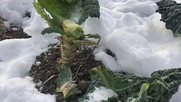 Так выглядят оставленные на зиму капустные кочерыжки - многие считают это ошибкой
