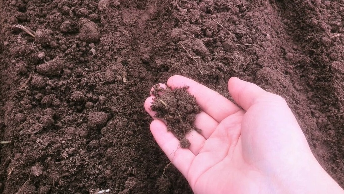 Почва возле зимних кочерыжек становится заметно рыхлее