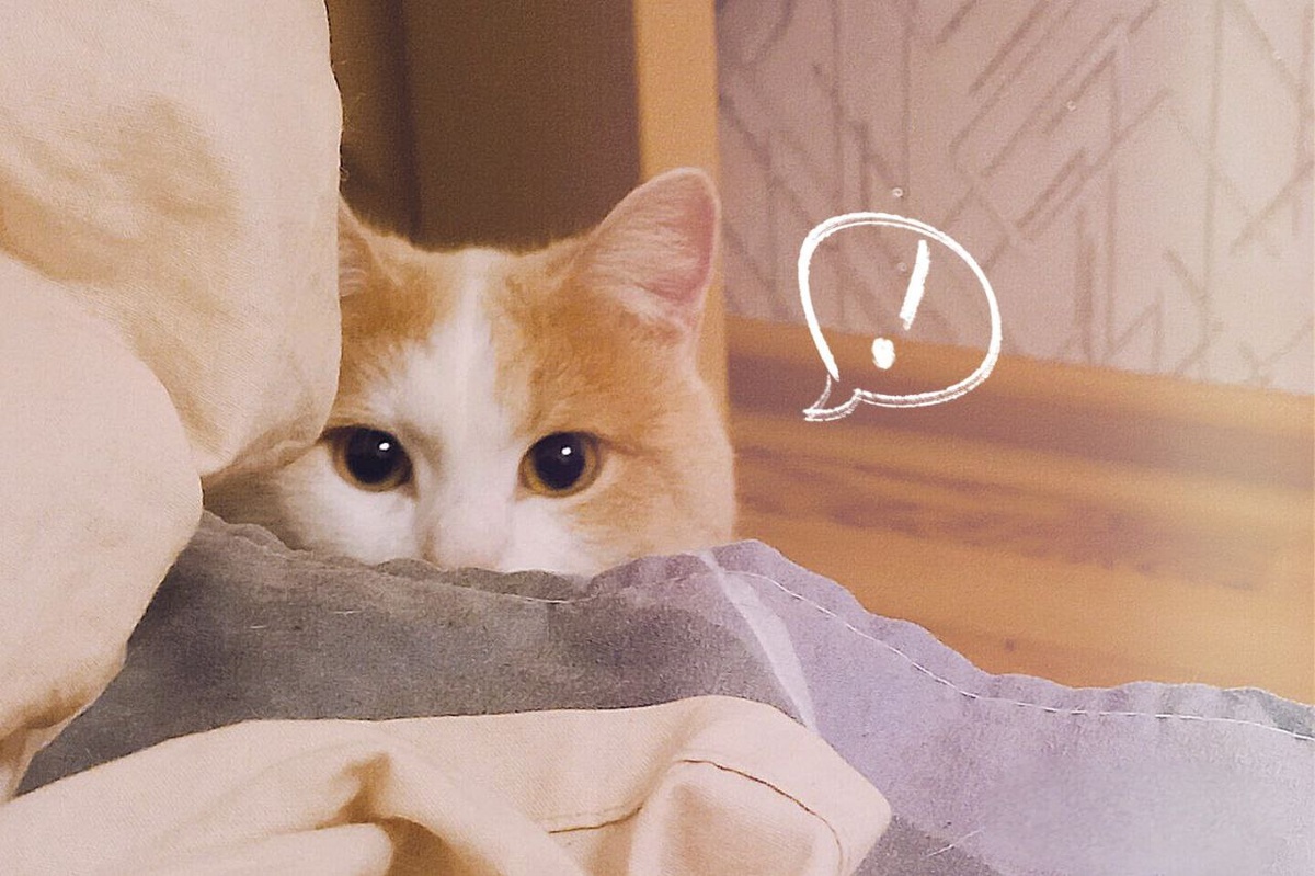 Хищник в засаде