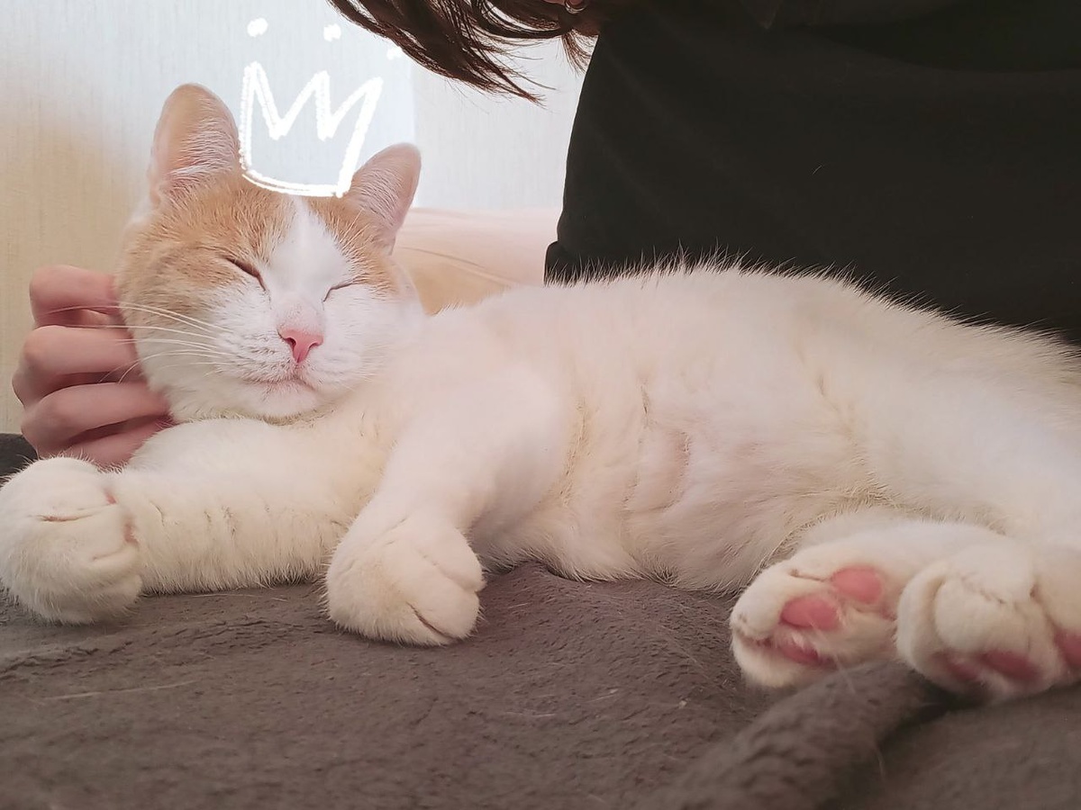 Почесывания щечек