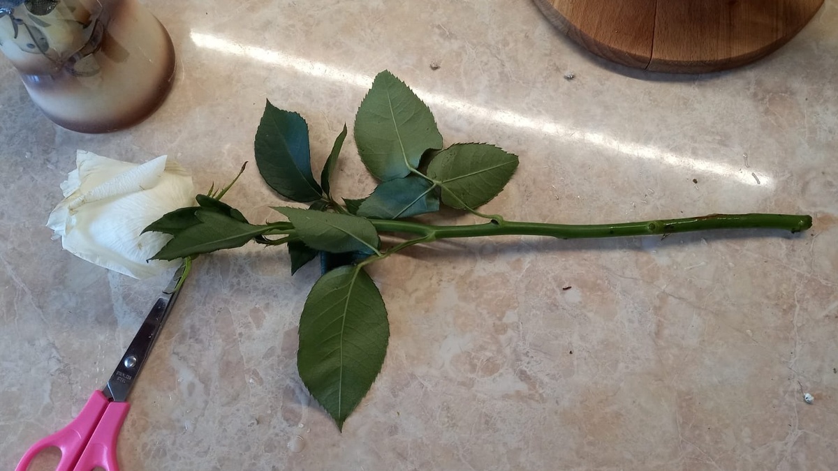  Один магазинный саженец стоит как 20 самодельных