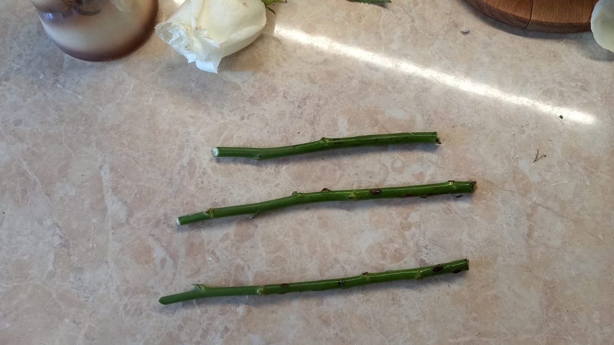 Правильная нарезка - основа успешного укоренения