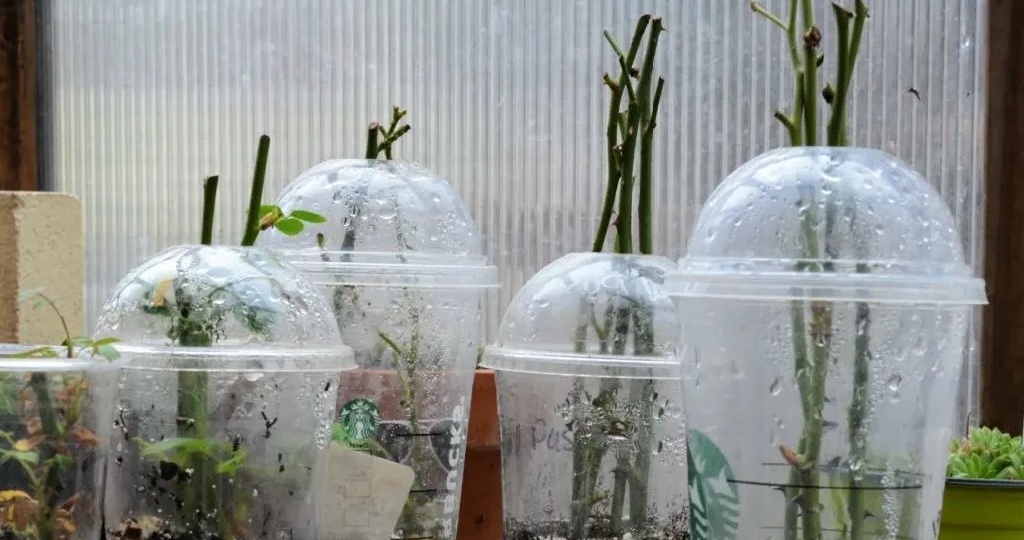 Размножаю розы зимними черенками с 87% успехом. Экономлю тысячи на саженцах