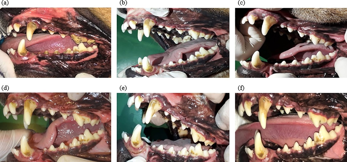 Чистка зубов у собак с помощью костей