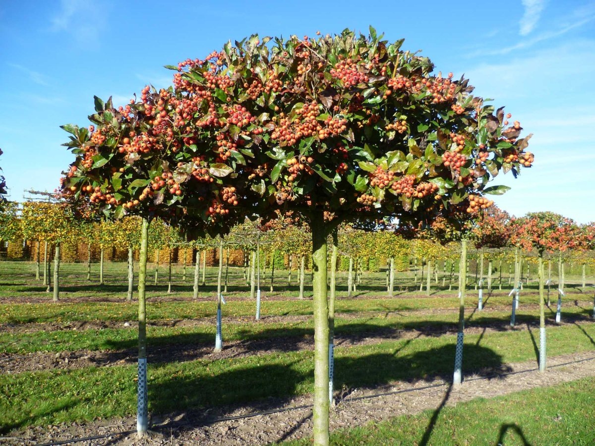 фото из Сети, для примера