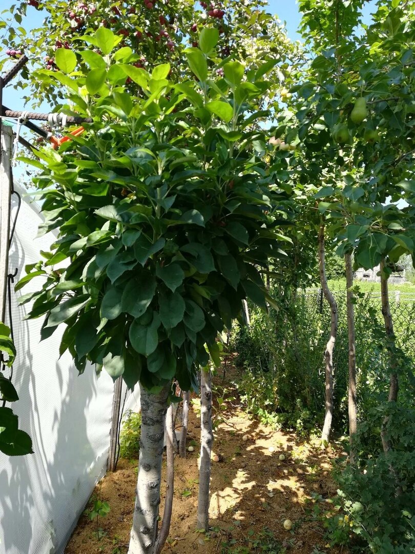 начало формирования объемной кроны