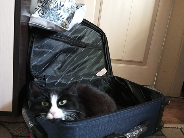 Тест на бешенство, вакцинация, документы – как вывезти кота за границу