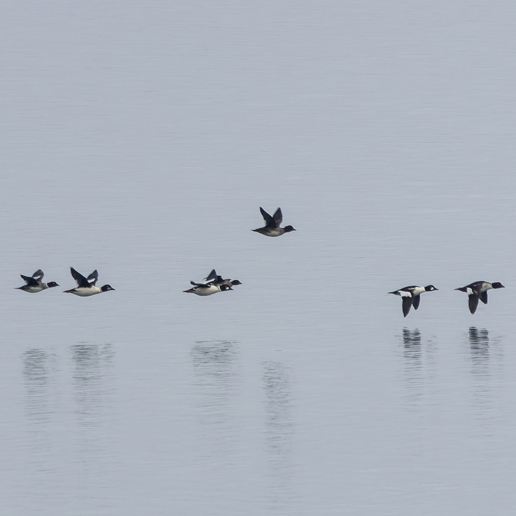 Обыкновенные гоголи, Башкирия, озеро Кандрыкуль, фото Муртазы Снегирева