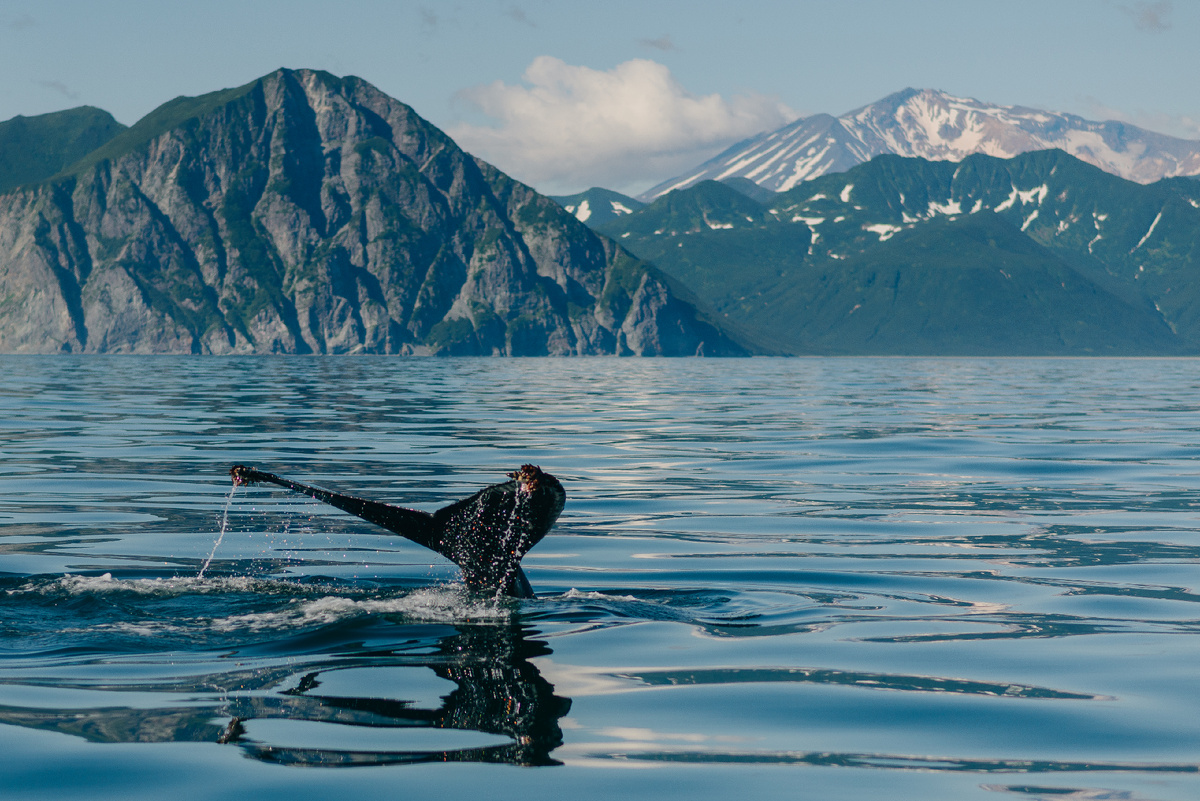 Хвост горбатого кита, покрытый мидиями