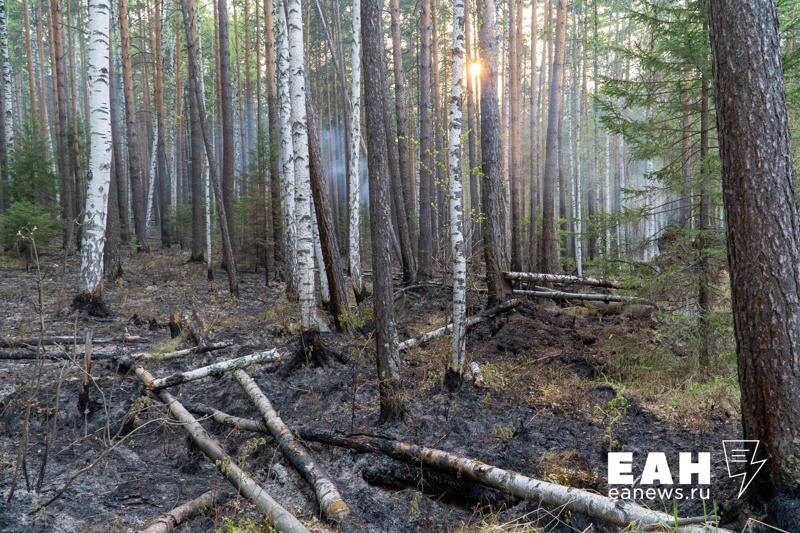   ЕАН / Деревья после лесного пожара