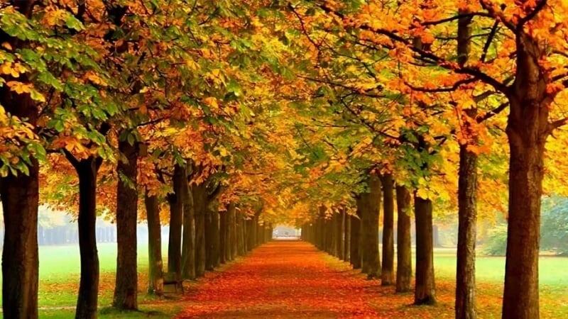 Лесной парк Алангдаре в провинции Голестан, Иран