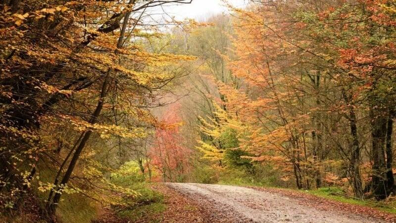 Лесной парк Нахаркхоран
