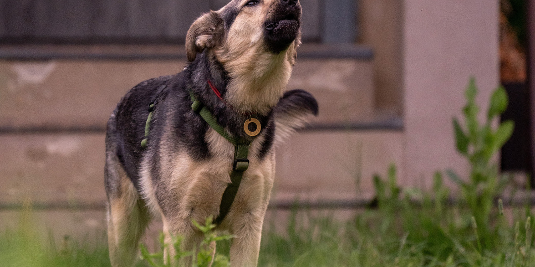 Как команды укрепляют доверие собаки к хозяину