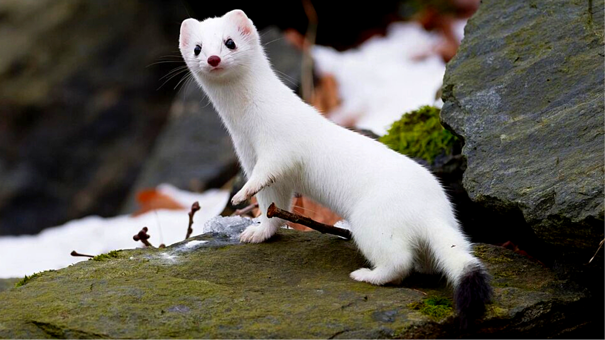 Ну не милаха ли?! ЕЩЕ фото --->>