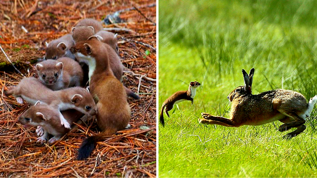 Слева маленькие горностайчики, справа - не игра, а жестокая охота. Заворожив жертву своими странными прыжками, в самый неожиданный момент горностай нападает и прокусывает шею