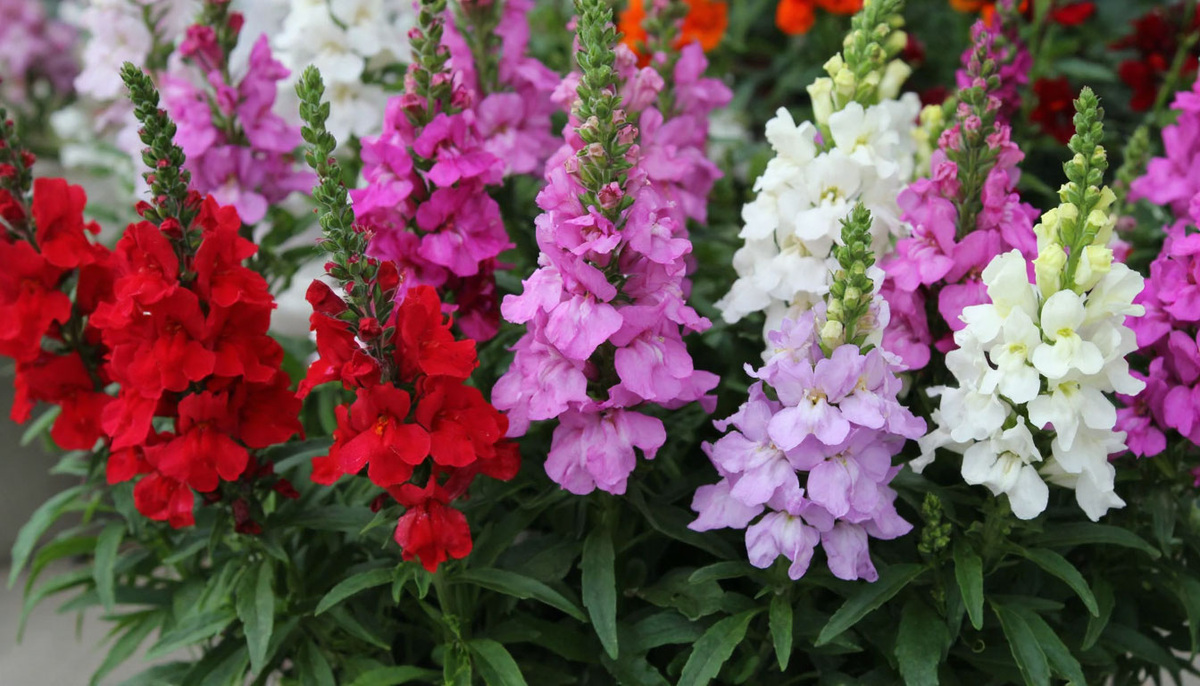 У львиного зева цветки бывают красные, белые и розовые. Розовый цвет получается при скрещивании между собой растений с красными и белыми цветками. 