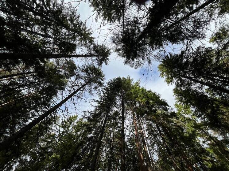     За рубеж отправились материалы из березы и хвои. Фото: Архив МК в Великом Новгороде