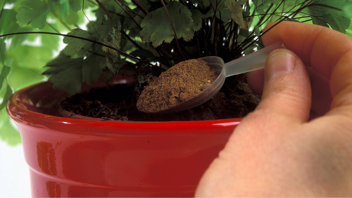 Подкормка комнатных растений в декабре: секреты успешной зимней подкормки + народные методы подкормки