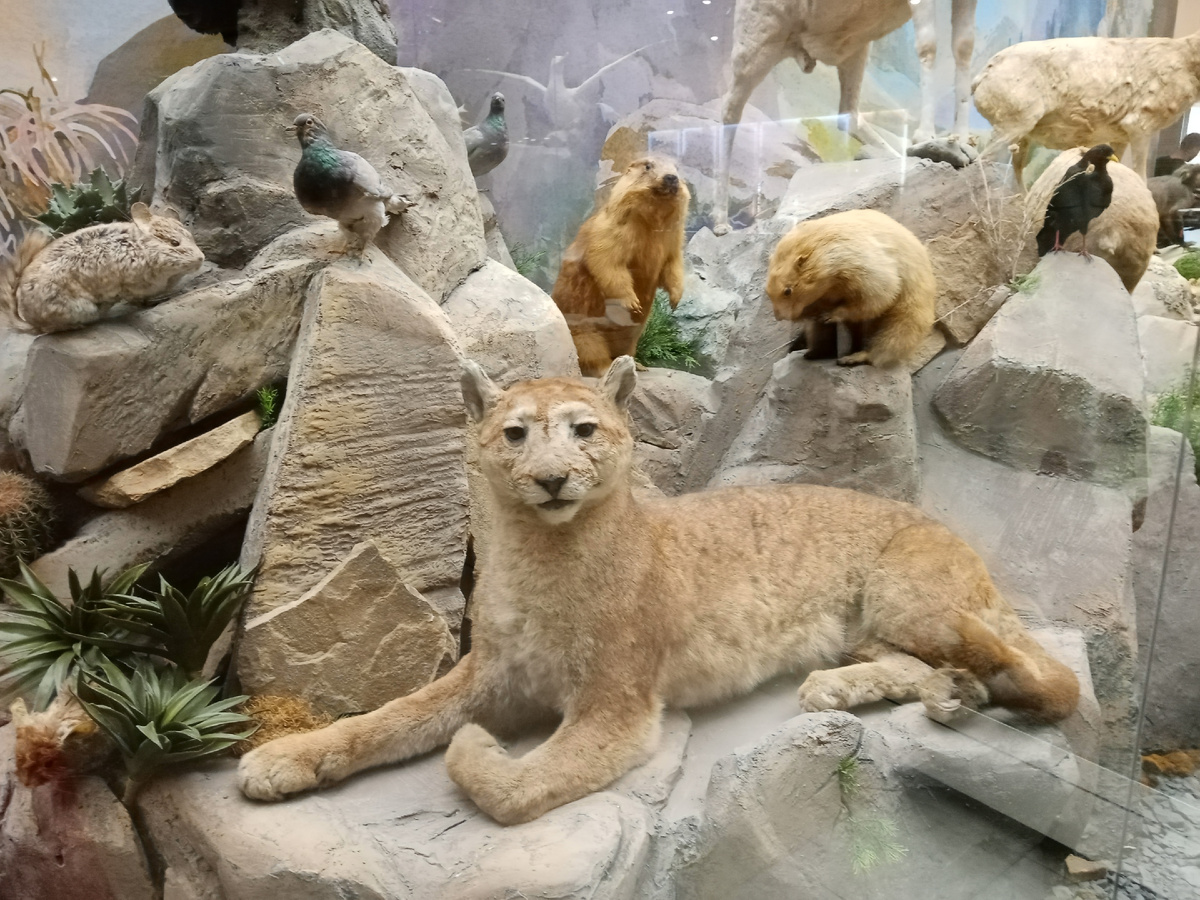 В музее Дарвина (все фото автора) 