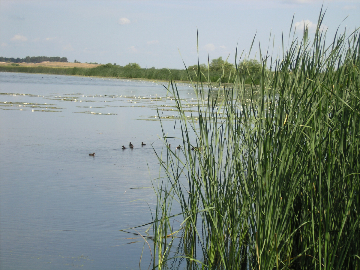 Одна из наиболее крупных стариц