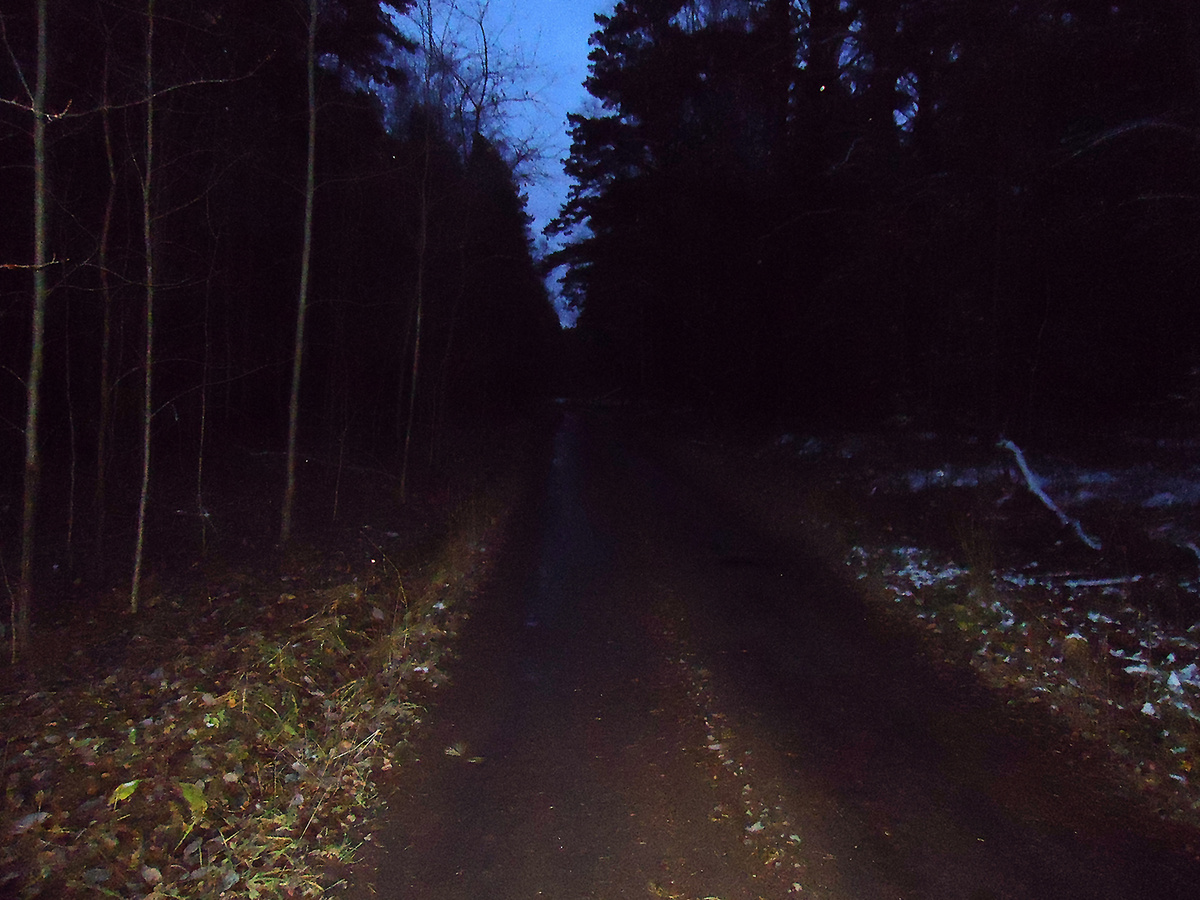 Дорога через лес выглядела как-то так.