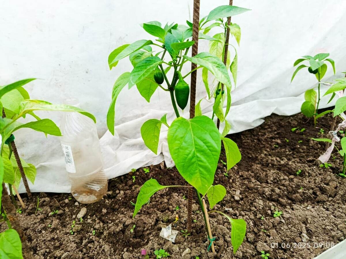 от холода пожелтели все листочки