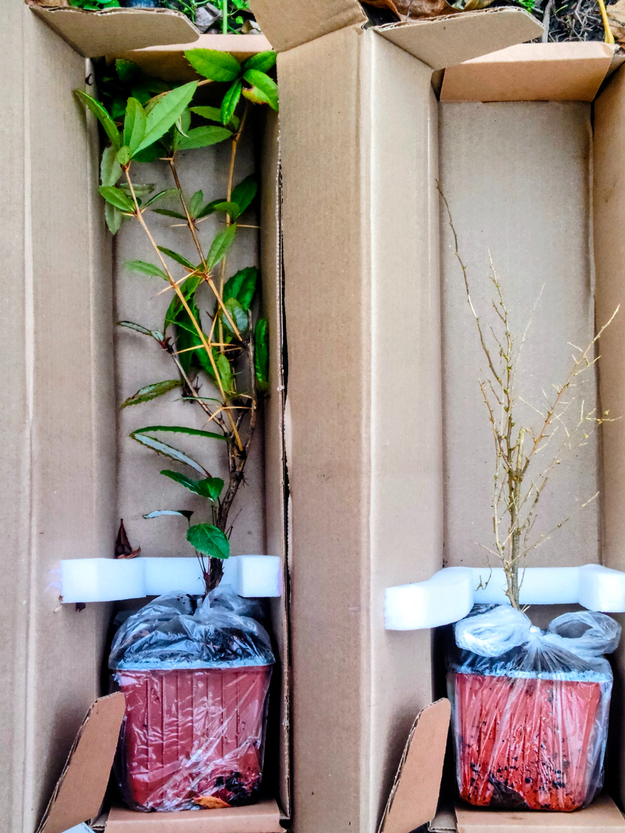 Мои саженцы в упаковке