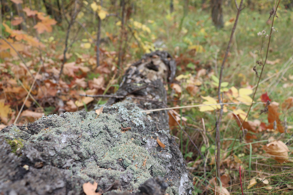 Природа. Фото автора.