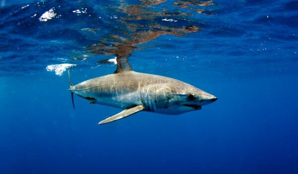 Когда море становится опасным.