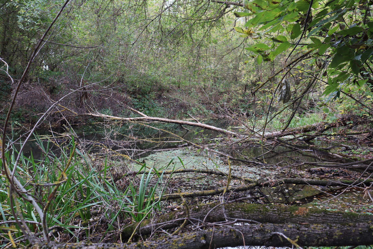 Природа. Фото автора.