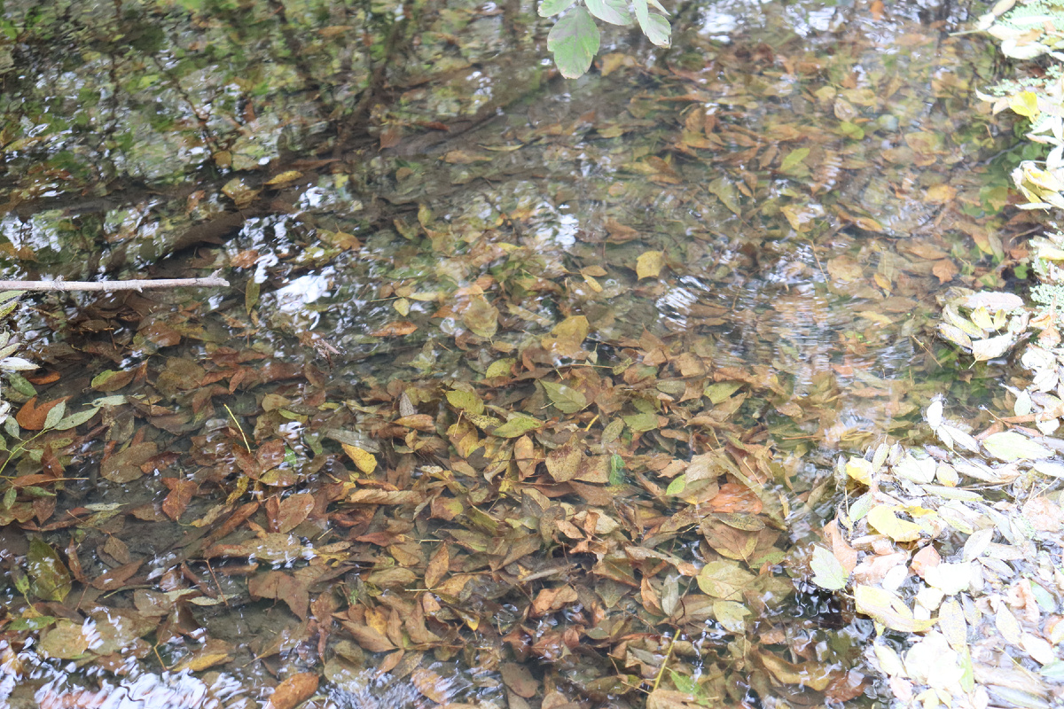 Природа. Фото автора.