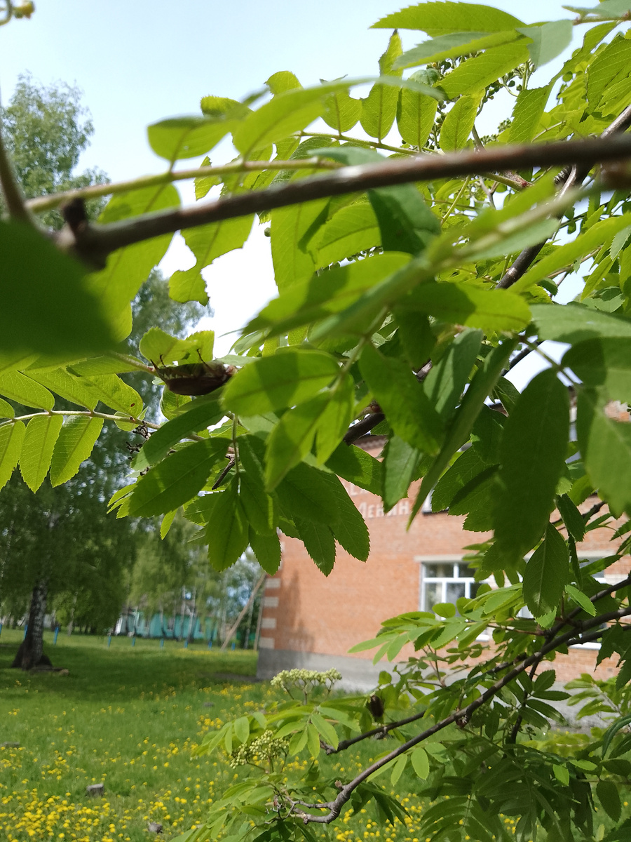 Природа. Фото автора.