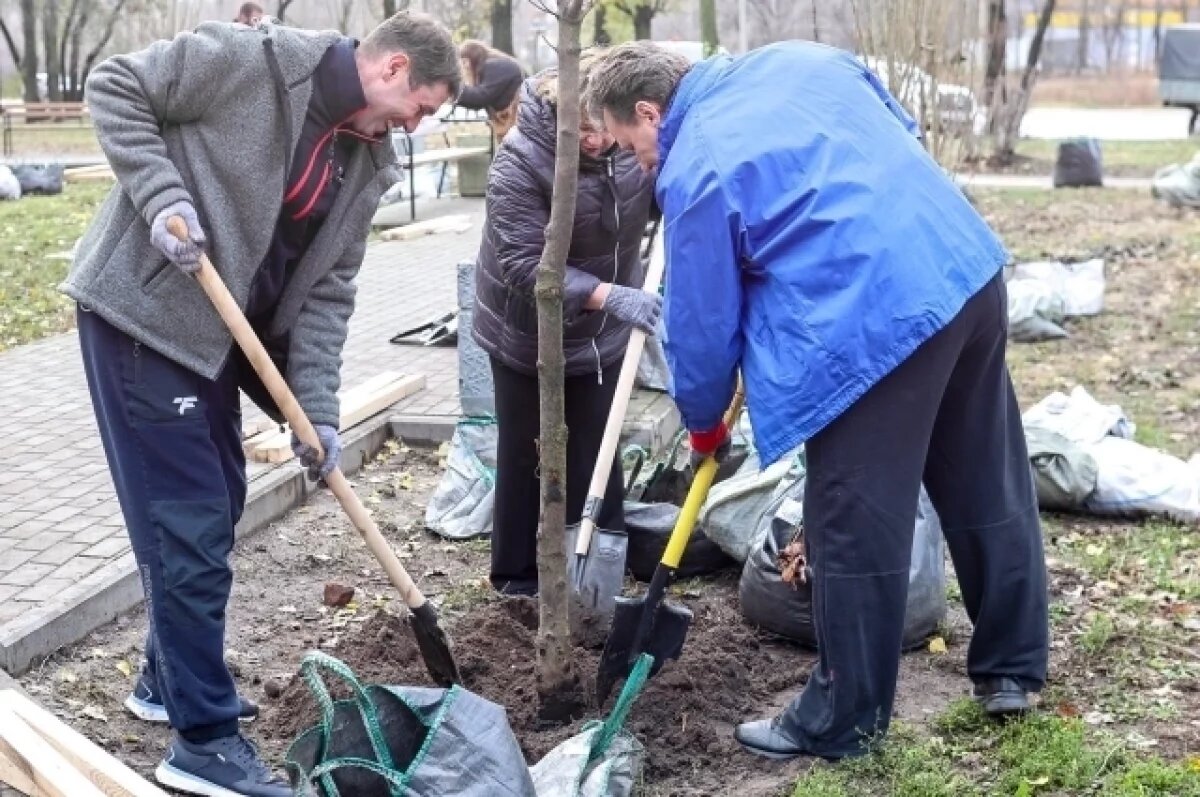    Мэр Воронежа Сергей Петрин высадил тополя и клёны на бульваре Отличников