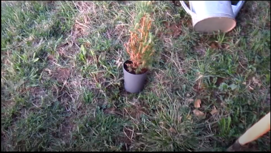 Вот она ель, уже с осыпанными иголками