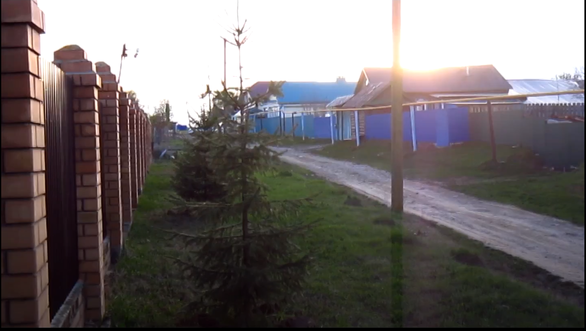 А это наши взрослые ели, фото из видео, а  оно снято 3-4 года тому назад, ели сейчас больше раза в полтора