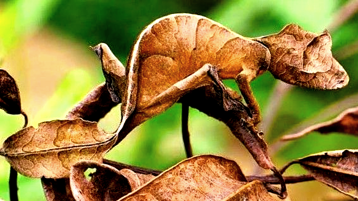 Видите здесь геккона? А он есть! ЕЩЕ ФОТО --->>