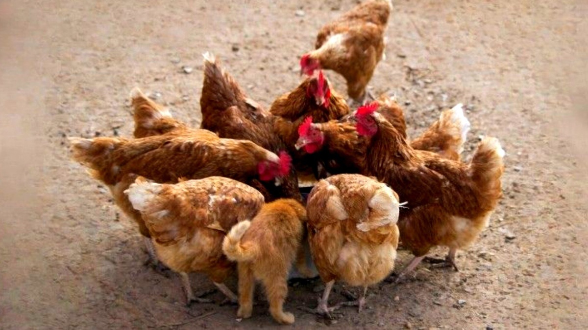 Видите кота? А он есть. ЕЩЕ фото --->>