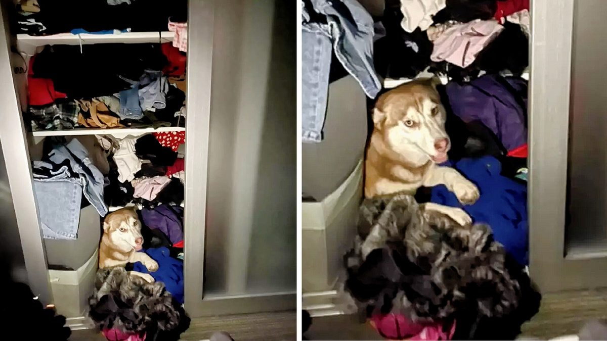 Почему это котам по шкафам лазить можно, а собакам нельзя?! 