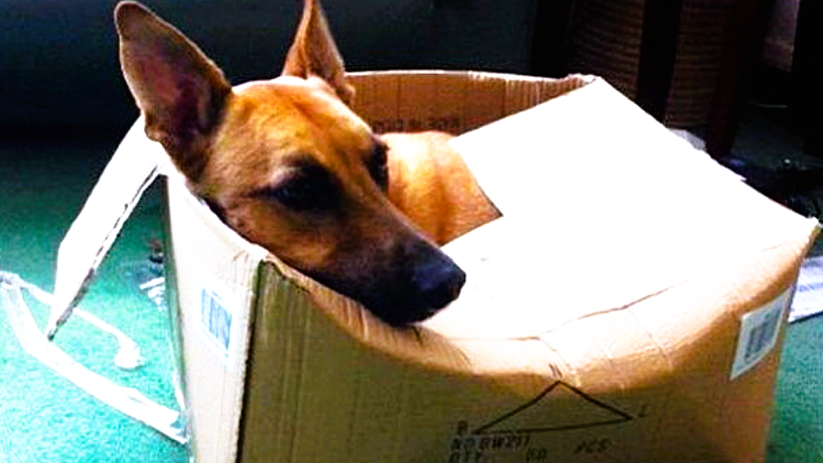 А что - удобненько! ЕЩЕ ФОТО --->>