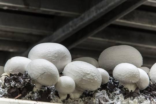 Шампиньоны стали главным грибом на современной кухне